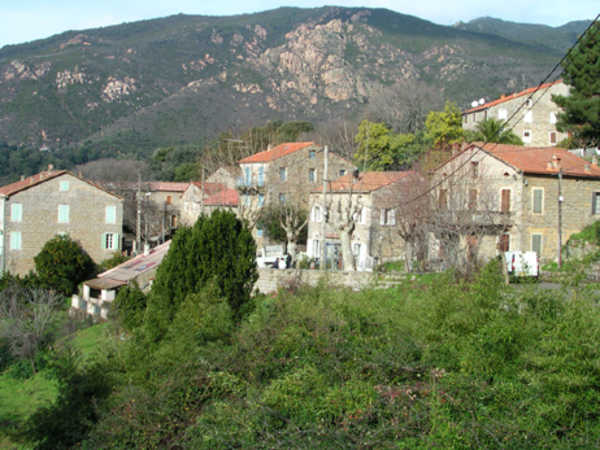 Cognocoli 117